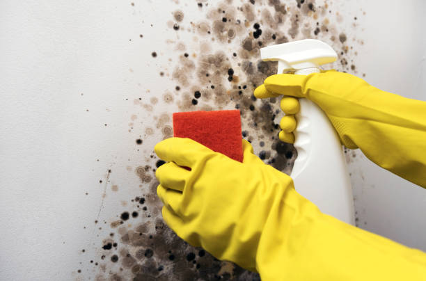 Best Commercial Mold Removal  in Advae, NC