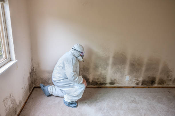 Trusted Advance, NC Mold Removal Experts