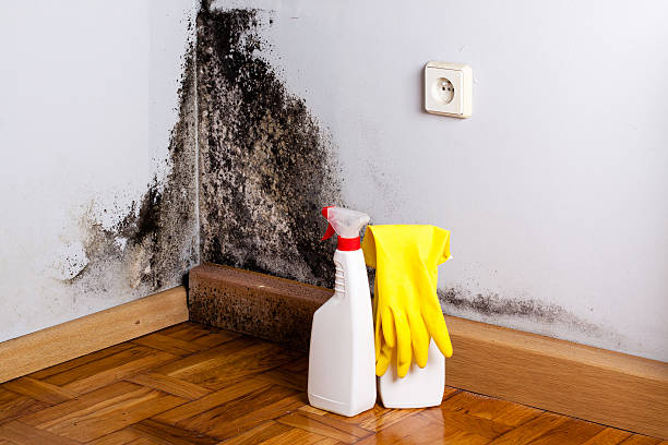 Best Toxic Mold Removal  in Advae, NC