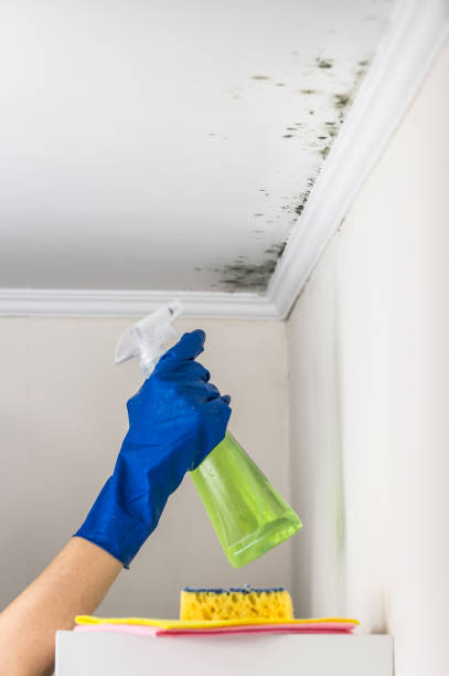 Mold Removal Process in Advance, NC