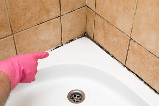Best Mold Testing  in Advae, NC