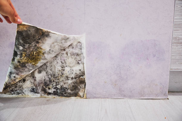 Best Fast Mold Removal  in Advae, NC